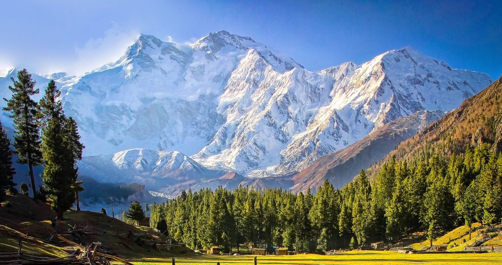 Nanga Parbat rising above pine forest and meadows