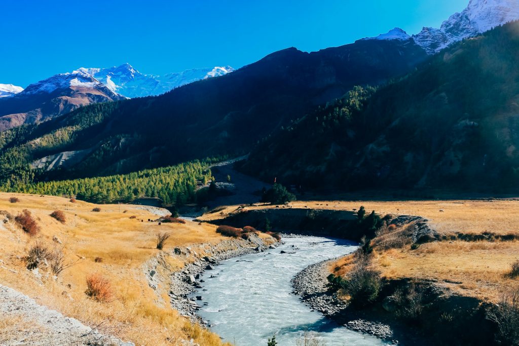 Turquoise river winding past golden grassland and pine forest below snowy peaks in the Annapurna region