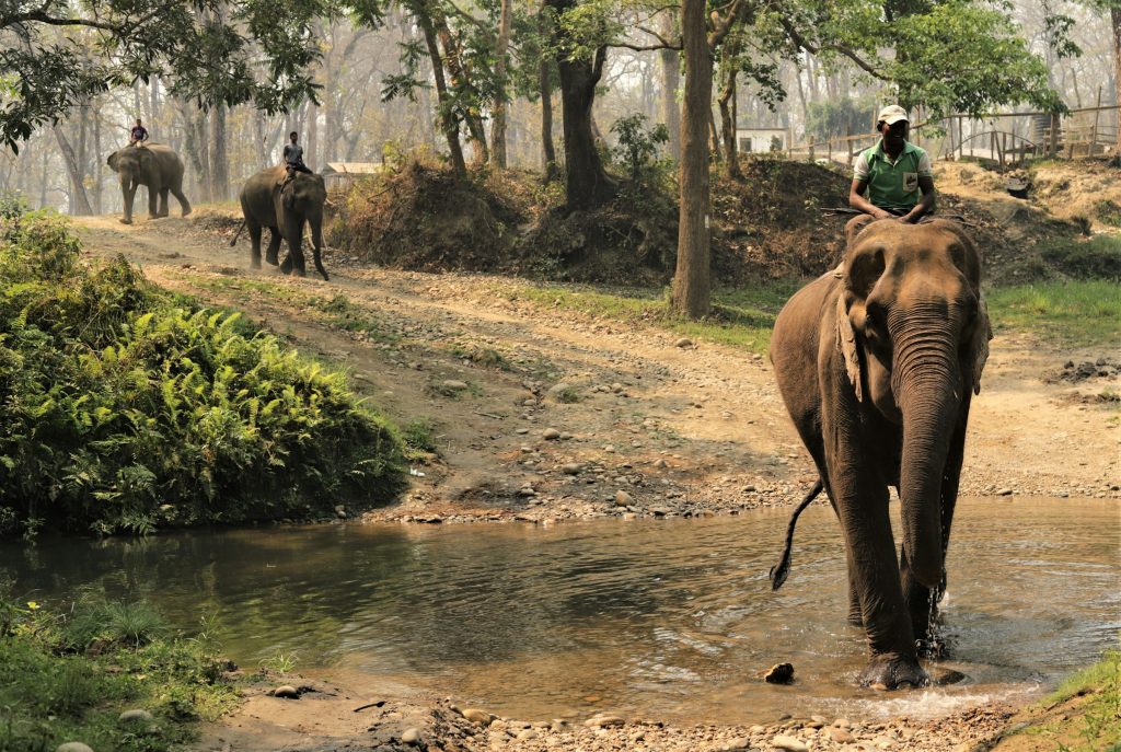Mahout riding an elephant through a shallow stream with more elephants among the trees beyond