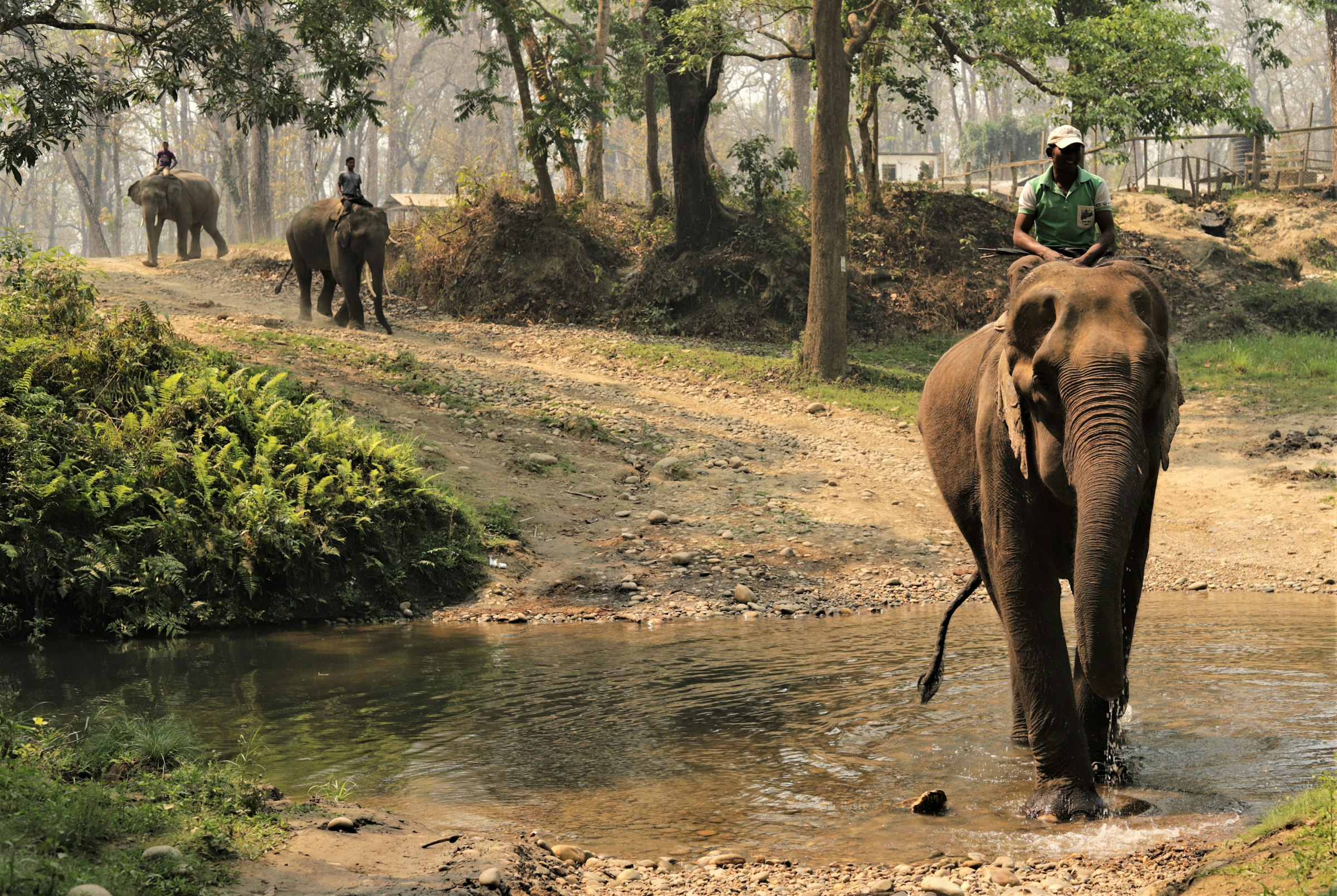 Mahout riding an elephant through a shallow stream with more elephants among the trees beyond