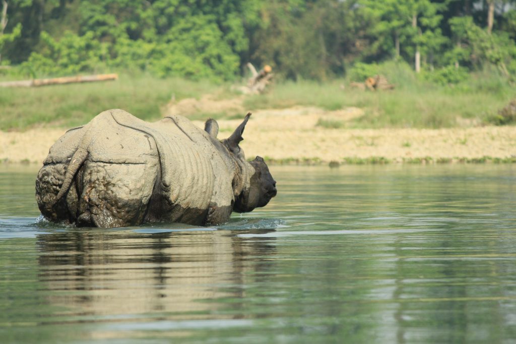 One-horned rhinoceros wading through a calm river with grassy banks in Chitwan National Park