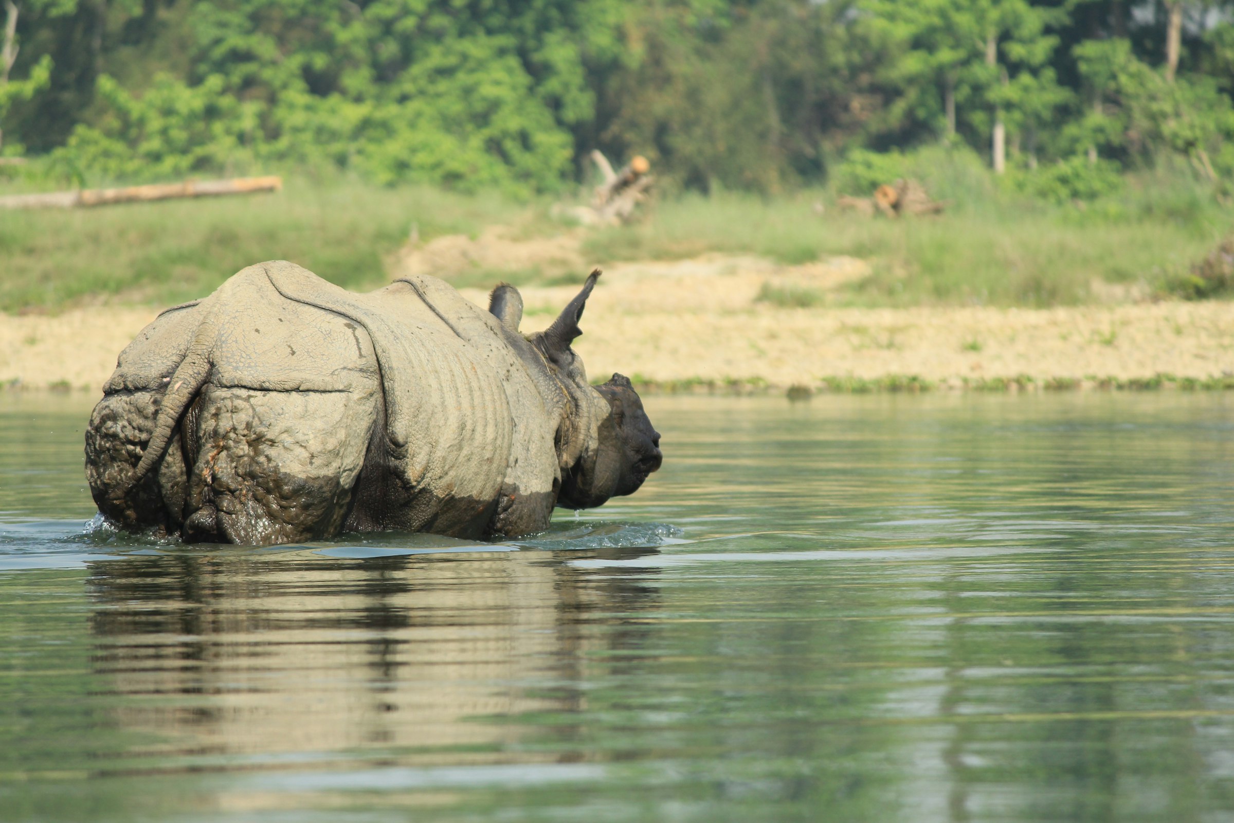 One-horned rhinoceros wading through a calm river with grassy banks in Chitwan National Park