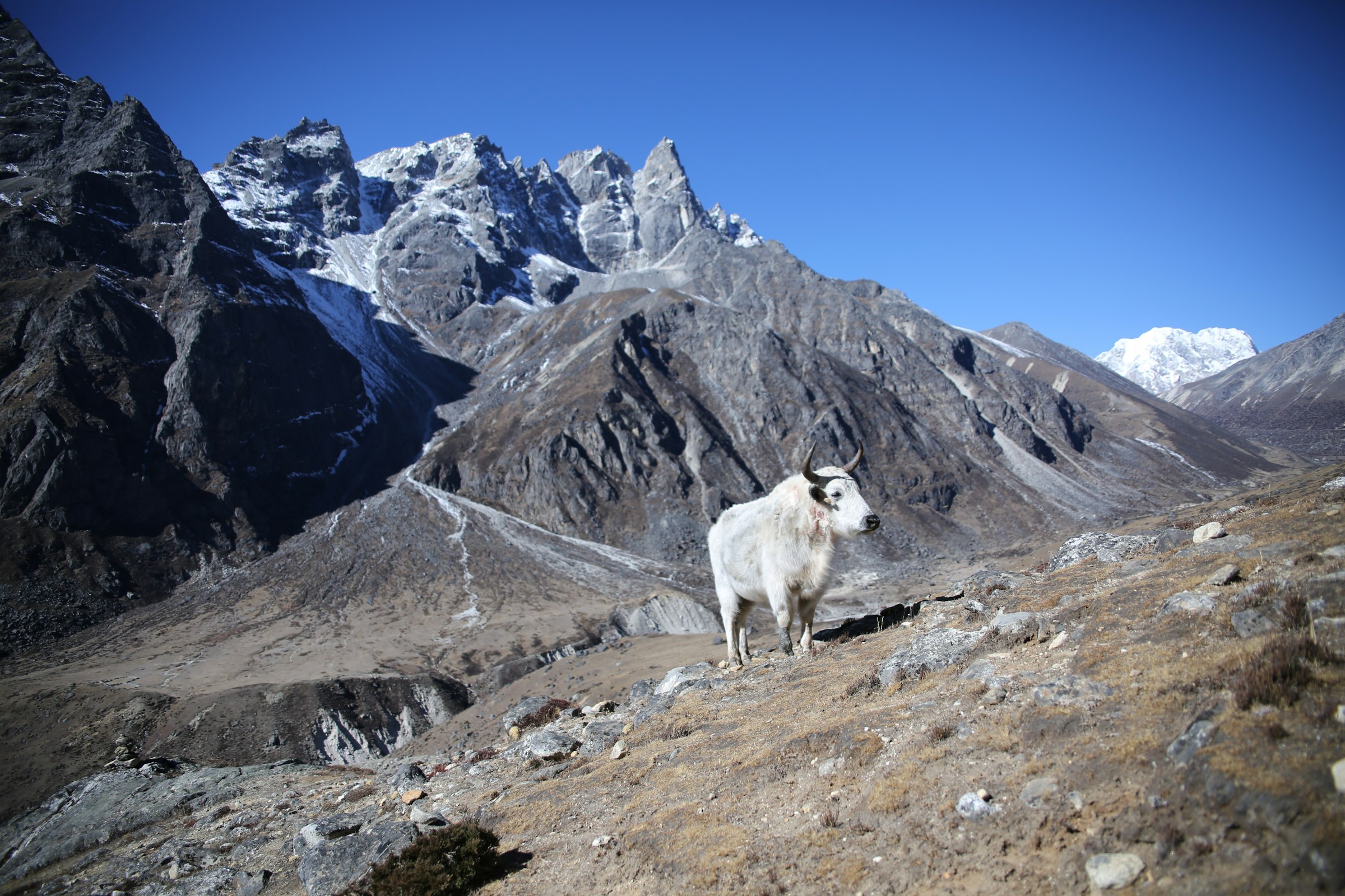 White yak standing on a dry grassy slope below jagged rocky peaks in the Khumbu region