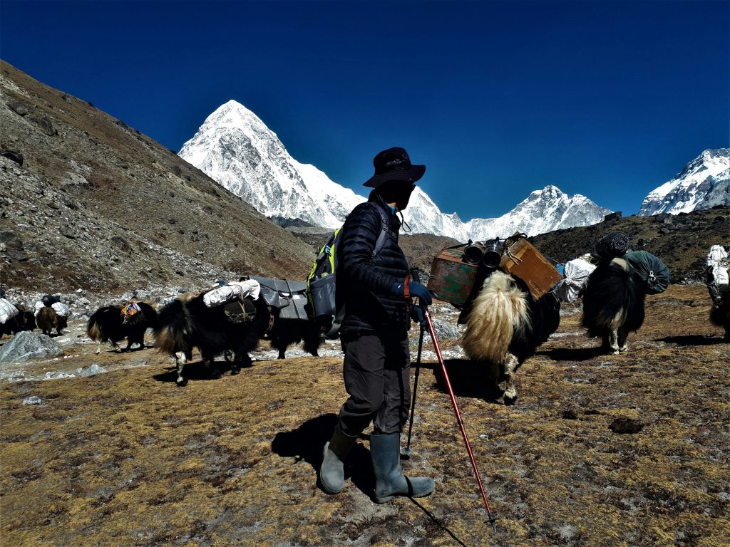 Yak herder with a trekking pole beside a loaded yak caravan below snowy peaks in the Khumbu