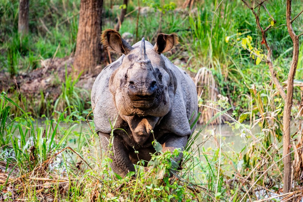 Young one-horned rhinoceros standing in tall grass among trees in Chitwan National Park