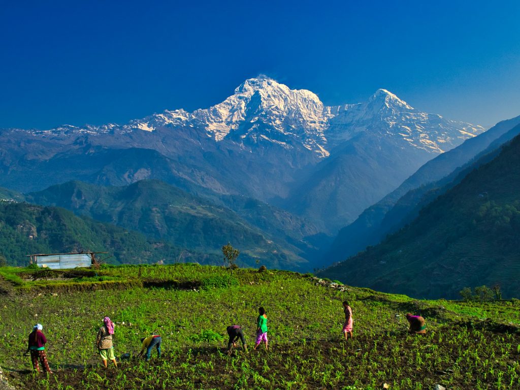 Villagers working in a green field below snow-capped peaks in the hills of central Nepal
