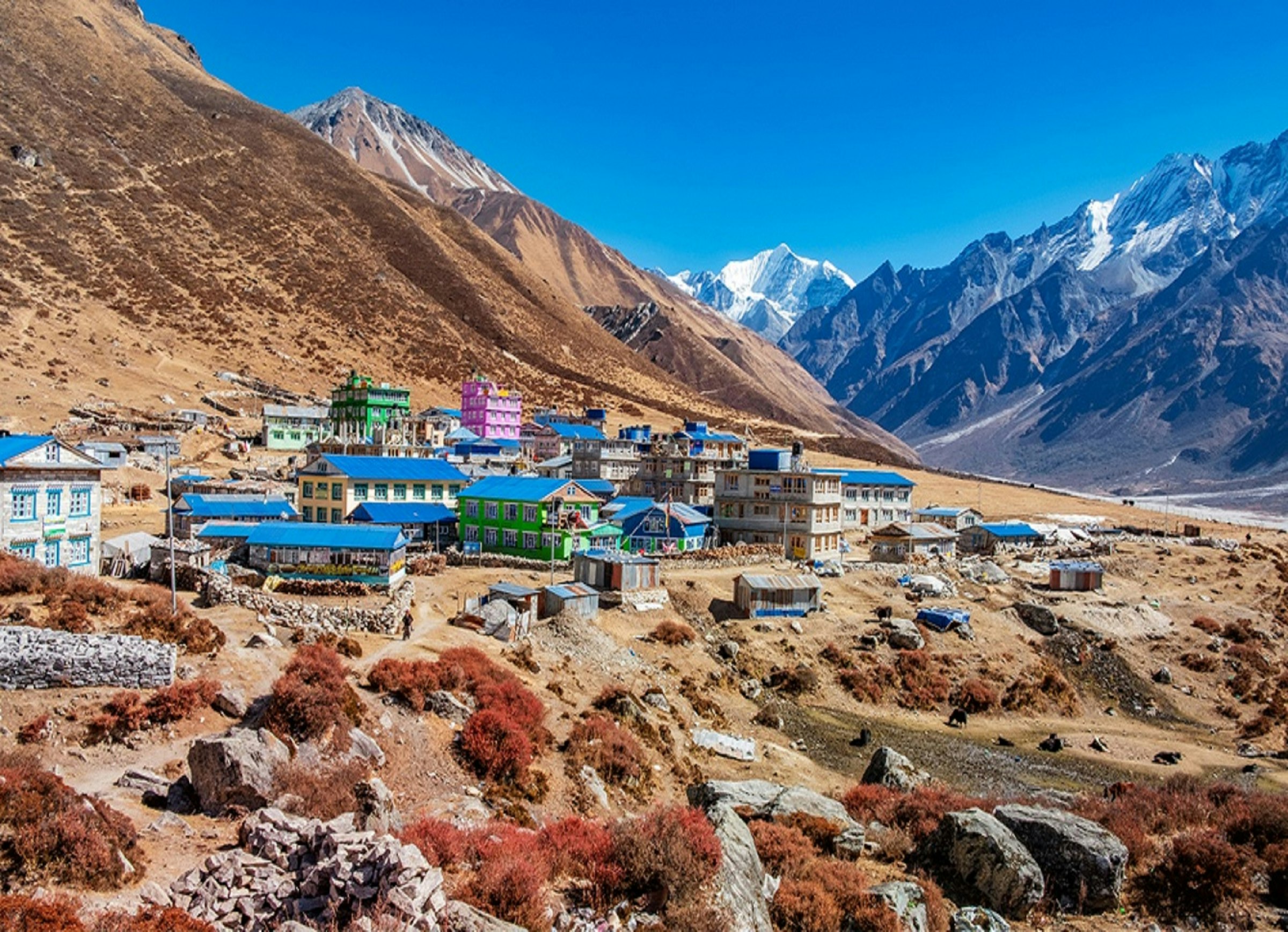 Village of colourful tin-roofed lodges on a hillside below snow-capped peaks in the Langtang Valley