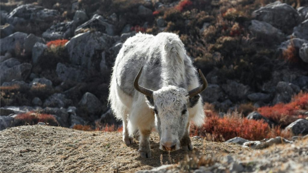 White yak with curved horns grazing on a rocky slope among red autumn shrubs in the Langtang region