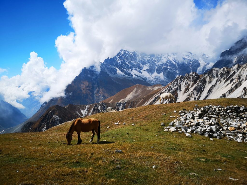 Brown horse grazing on a green alpine meadow below snowy mountains and billowing cloud in the Langtang Valley