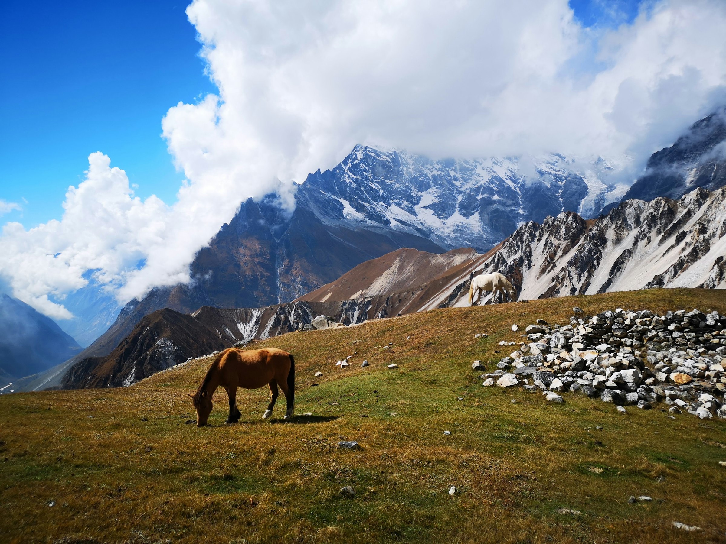 Brown horse grazing on a green alpine meadow below snowy mountains and billowing cloud in the Langtang Valley