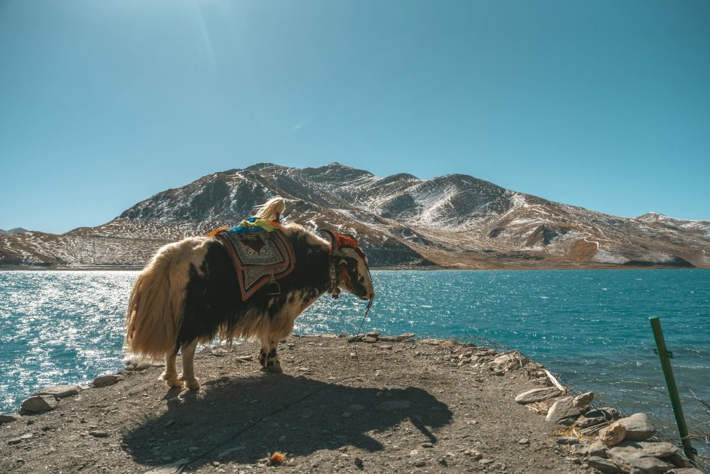 Yak with a colourful saddle blanket standing on the shore of a turquoise lake in Tibet