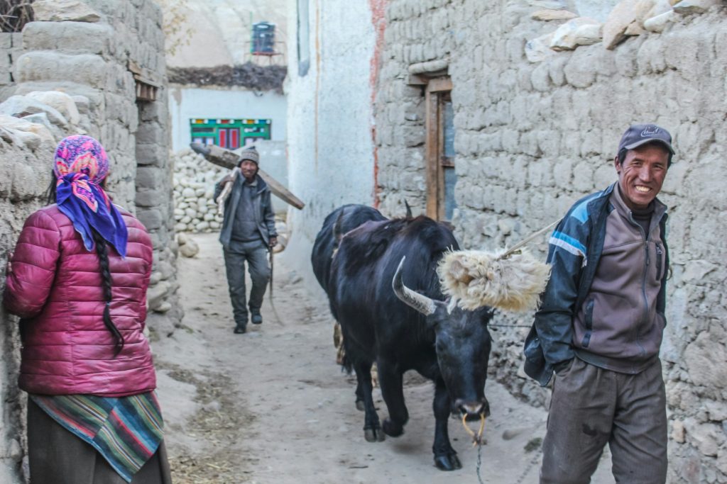 Smiling villager leading a black dzo through a narrow mud-walled lane as a woman looks on